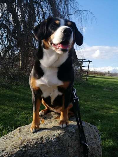 Fotochallenge No. 26                                     Wald und Wiese-Beitrag-Bild