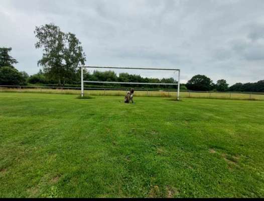 Die Dogorama Wochen Challenge-Beitrag-Bild