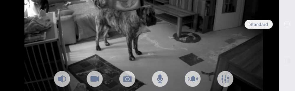 Zeig mir, dass du mit einem hund zusammenlebst....-Beitrag-Bild