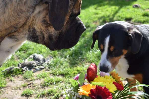 Die Dogorama Kalender Challenge Teil 3/4-Beitrag-Bild