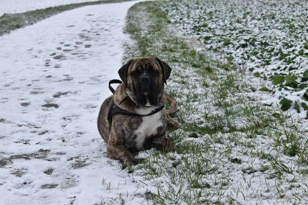 Die Dogorama Kalender Challenge Teil 2/4-Beitrag-Bild