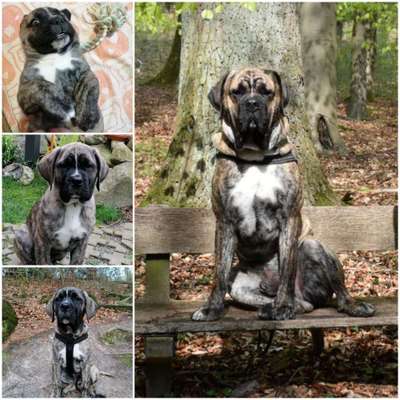 Welpenfotos-Beitrag-Bild