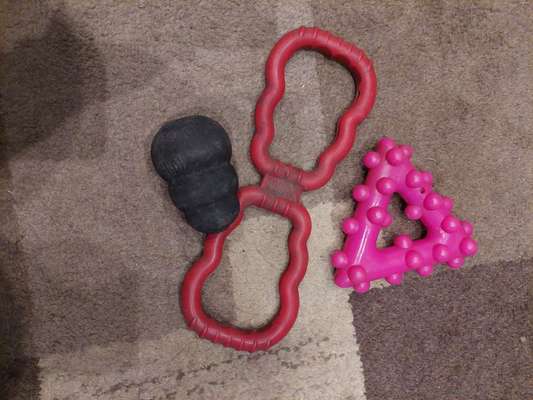 Rassensuche Cane Corso Italiano-Beitrag-Bild