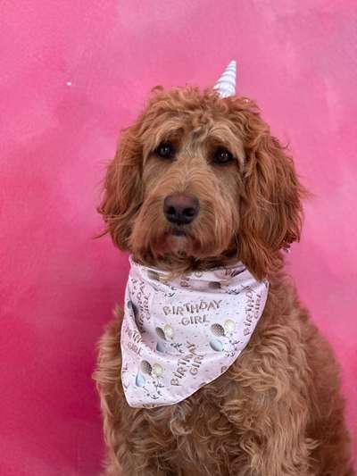 Goldendoodle-Beitrag-Bild