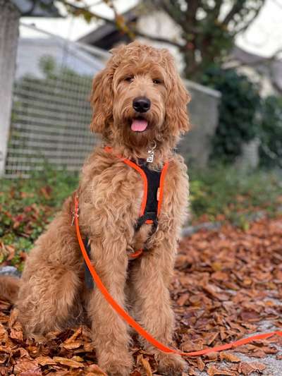 Alles rund um den Pudel-Beitrag-Bild