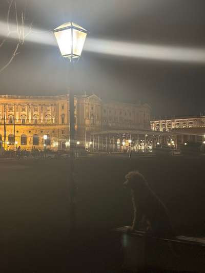 Dogorama Photo Challenge - Licht-Beitrag-Bild