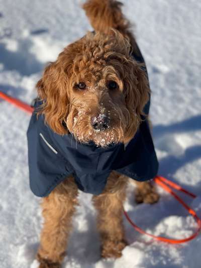 Mischlinge raten - Rätselspaß-Beitrag-Bild