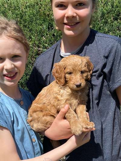 Vom Welpen zum Hund-Beitrag-Bild