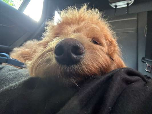 Alles rund um den Pudel-Beitrag-Bild