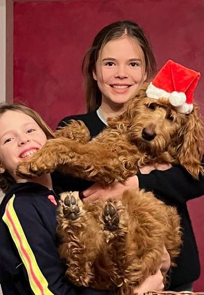 Vom Welpen zum Hund-Beitrag-Bild