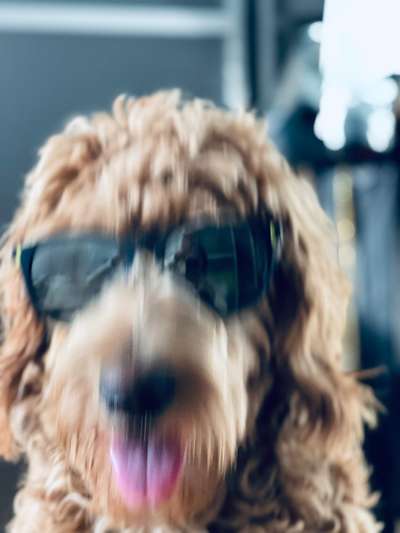 149. Foto Challenge: Wer ist hier der Boss!-Beitrag-Bild