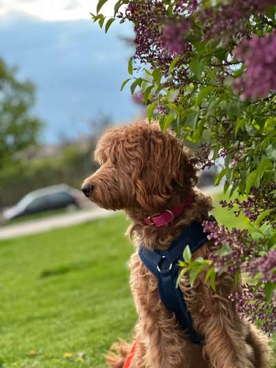 Alles rund um den Pudel-Beitrag-Bild