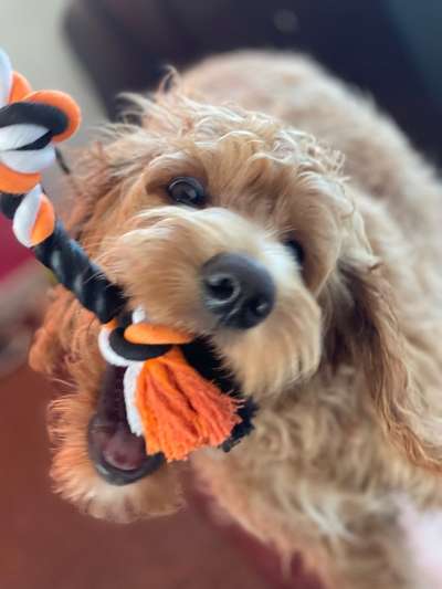 Dogorama Photo Challenge - Fail/Outtakes-Beitrag-Bild