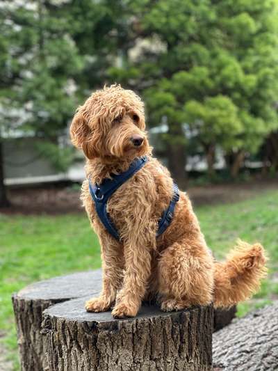 Alles rund um den Pudel-Beitrag-Bild