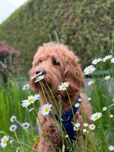 Schlappohren Suche <3-Beitrag-Bild