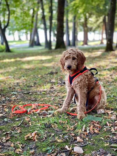 Alles rund um den Pudel-Beitrag-Bild