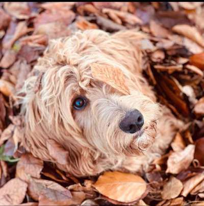 26. Farben Fotochallenge "Herbstfarben"-Beitrag-Bild