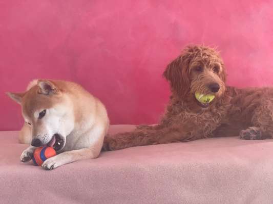 42. Collage Challenge - Ruheplatz-Beitrag-Bild