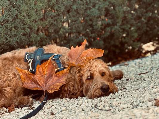 Goldendoodle-Beitrag-Bild