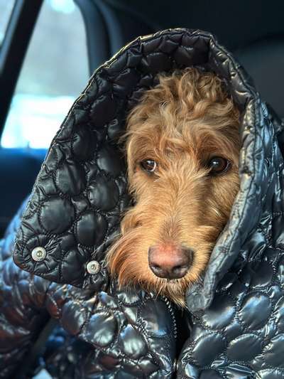 34. Collagen Challenge: "Crazy dogs"-Beitrag-Bild