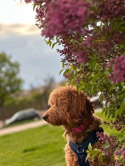 Golden Doodle-Beitrag-Bild