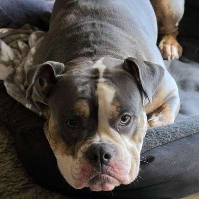 Hundetreffen-Treffen/Spaziergang/Spielen-Bild