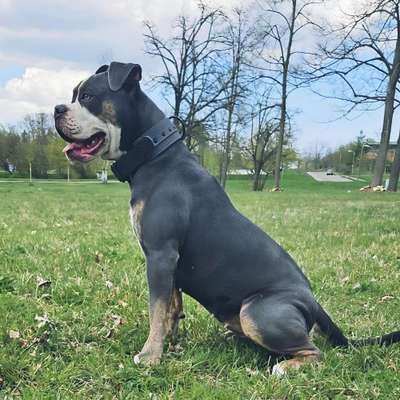 Hundetreffen-Treffen/Spaziergang/Spielen-Bild