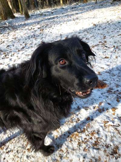 Mischlingshunde Foto Aufruf-Beitrag-Bild