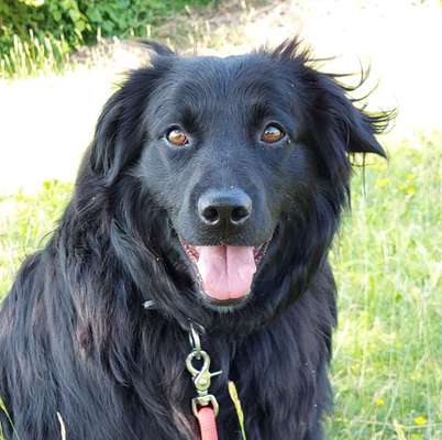 Hunde Porträt (Portrait) Galerie....-Beitrag-Bild