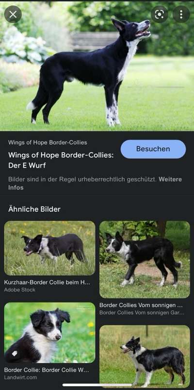 Alles rund um den Schäferhund, diskutieren erwünscht.-Beitrag-Bild