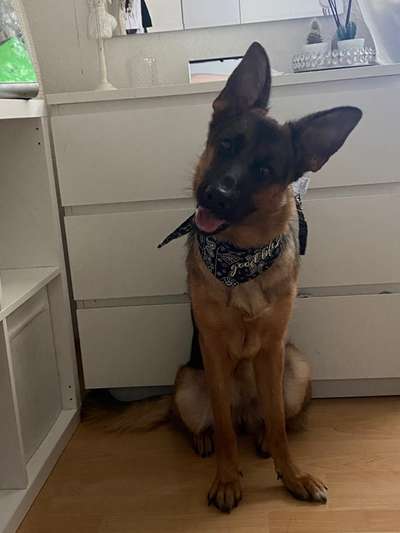 Alles rund um den Schäferhund, diskutieren erwünscht.-Beitrag-Bild