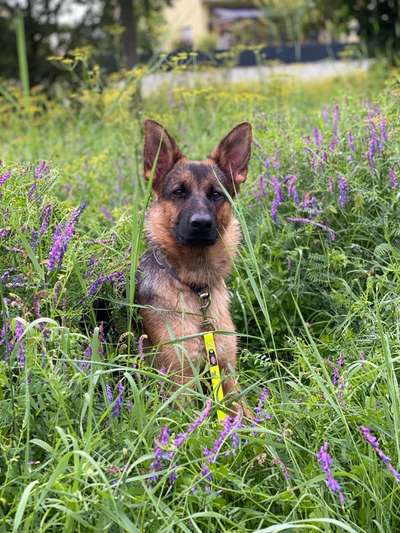 Schäferhund-Beitrag-Bild