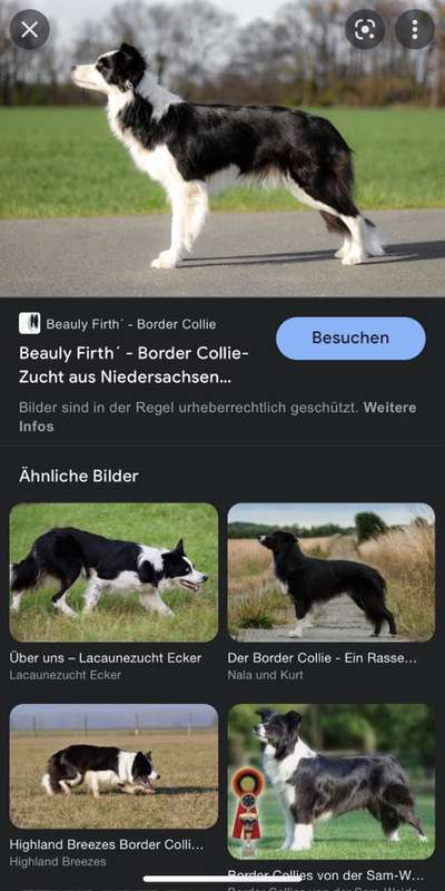 Alles rund um den Schäferhund, diskutieren erwünscht.-Beitrag-Bild
