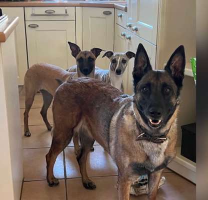 Alles rund um den Schäferhund, diskutieren erwünscht.-Beitrag-Bild