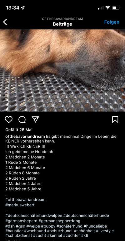 Alles rund um den Schäferhund, diskutieren erwünscht.-Beitrag-Bild