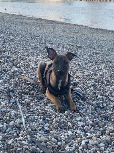Hund hat ein blaues und ein braunes Auge und ein stehendes und ein hängendes Ohr-Beitrag-Bild