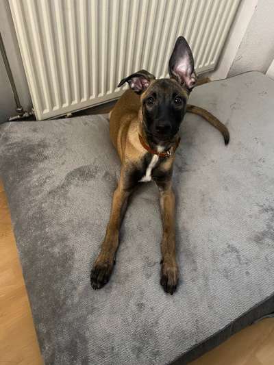 Malinois-Beitrag-Bild