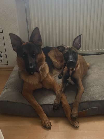 Mehrere Hunde zuhause !-Beitrag-Bild