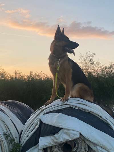 Deutsche Schäferhunde, Belgische Schäferhunde.-Beitrag-Bild