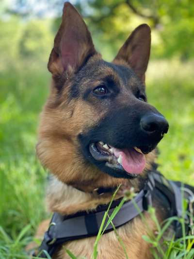 Alles rund um den Schäferhund, diskutieren erwünscht.-Beitrag-Bild