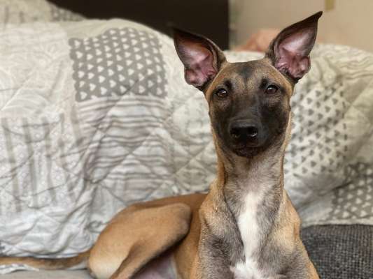 Hund hat ein blaues und ein braunes Auge und ein stehendes und ein hängendes Ohr-Beitrag-Bild