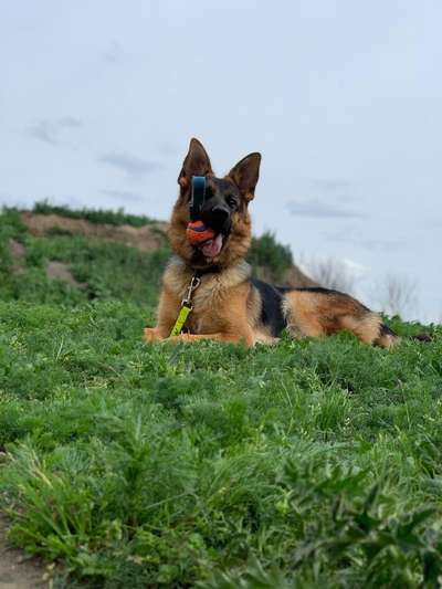 Zeig dein Hund mit seinem Lieblingsspielzeug-Beitrag-Bild