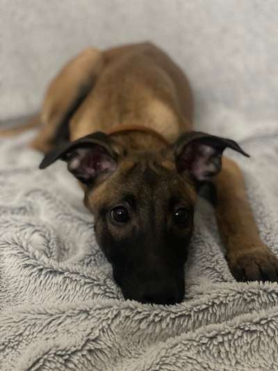 Hund hat ein blaues und ein braunes Auge und ein stehendes und ein hängendes Ohr-Beitrag-Bild