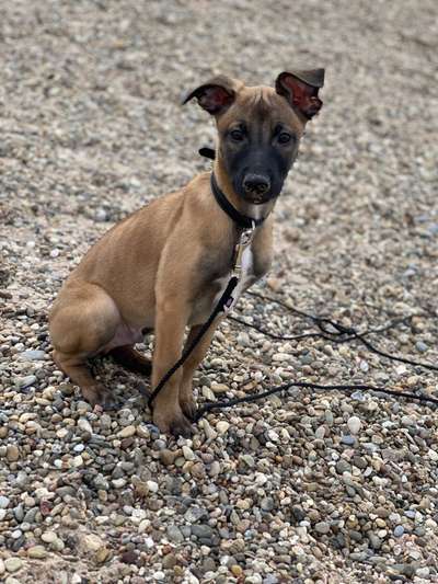 Windhunde - Treffen der besonderen Schönheiten
HERZLICH WILLKOMMEN-Beitrag-Bild