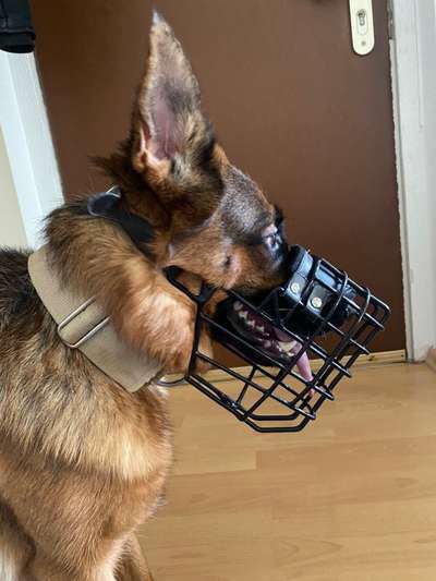 Wie sitzt mein Maulkorb / Maulkorb-Beratung-Beitrag-Bild