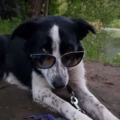 Hundetreffen-Gemeinsame Gassirunde für Hund und Herrchen/Frauchen/*-Profilbild