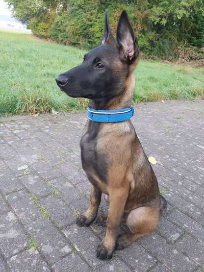 Welpen Bilder !-Beitrag-Bild