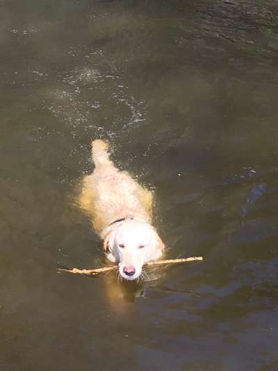 Wo sind die Golden Retriever Liebhaber?-Beitrag-Bild