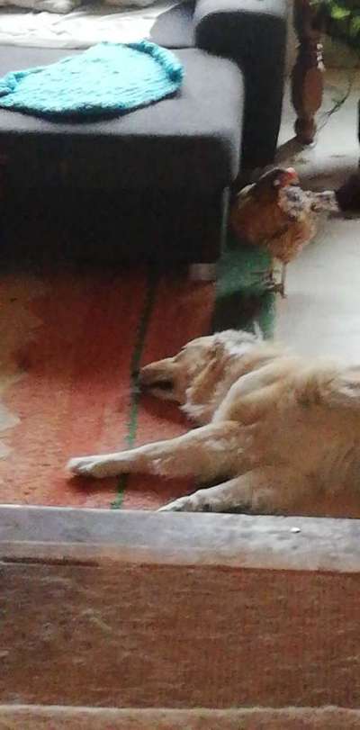 98.Fotochallange  - Hunde zeigen Zuneigung-Beitrag-Bild