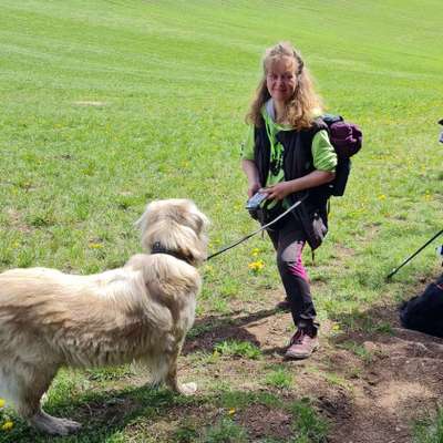 Hundetreffen-Blackforrest doggis-Bild